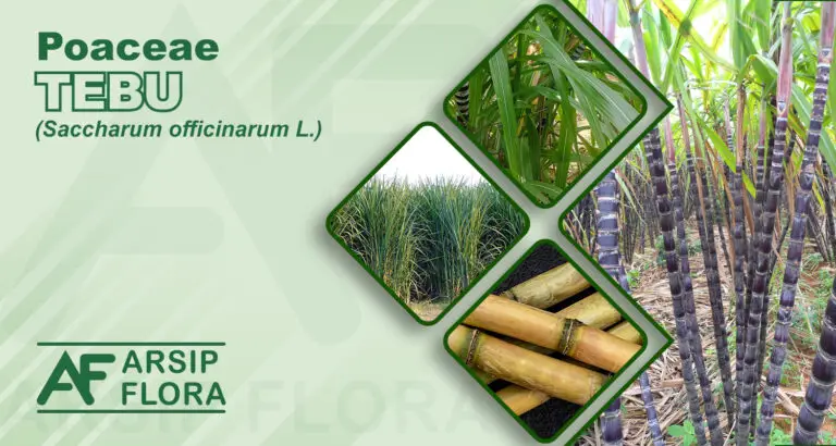 Saccharum officinarum L. (Tebu)