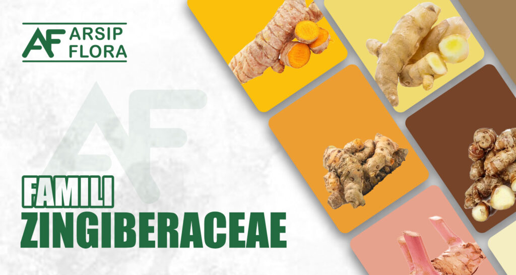 Zingiberaceae