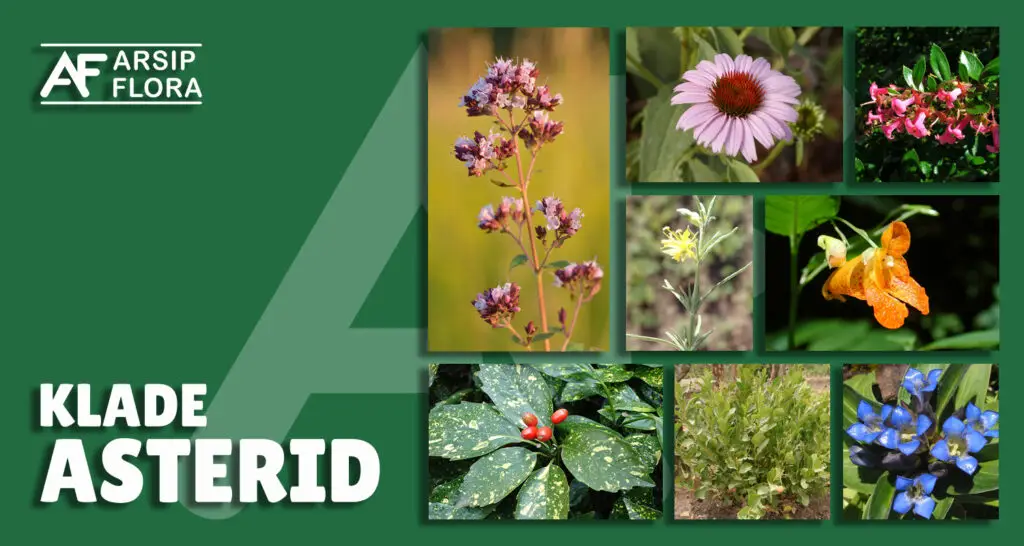 Asterid
