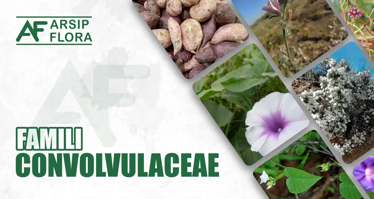 Convolvulaceae