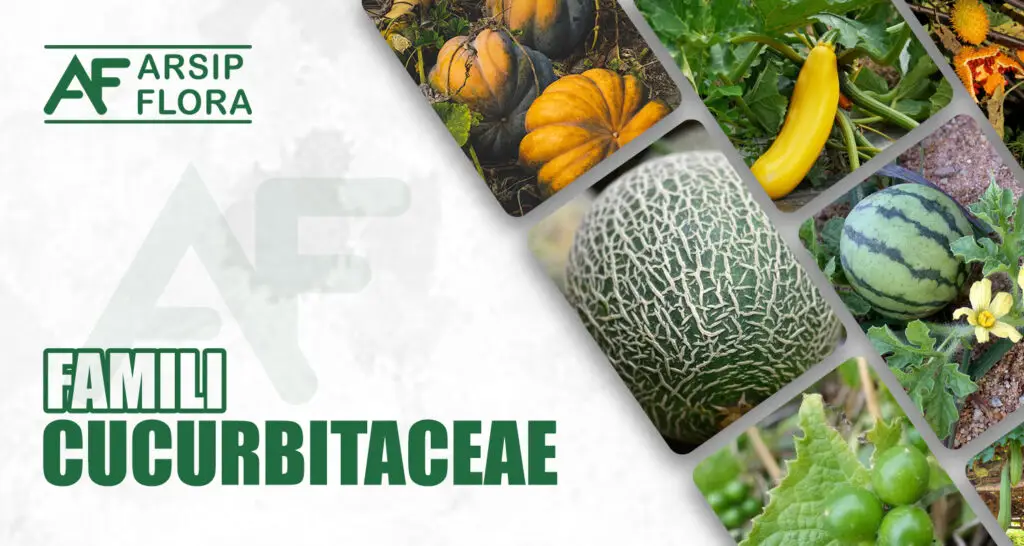 Cucurbitaceae