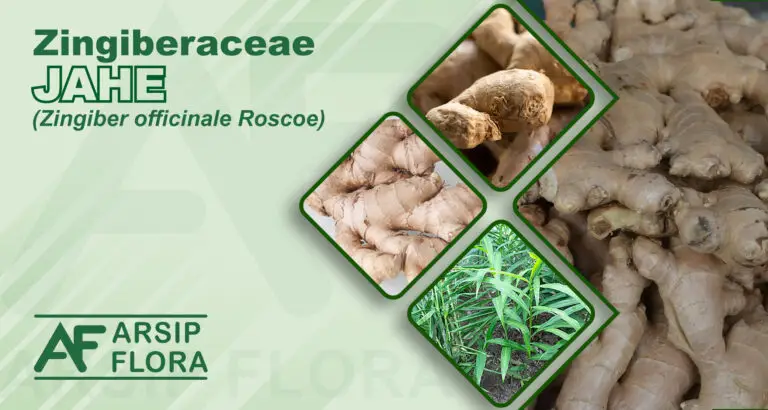 Zingiber officinale Roscoe (Jahe)