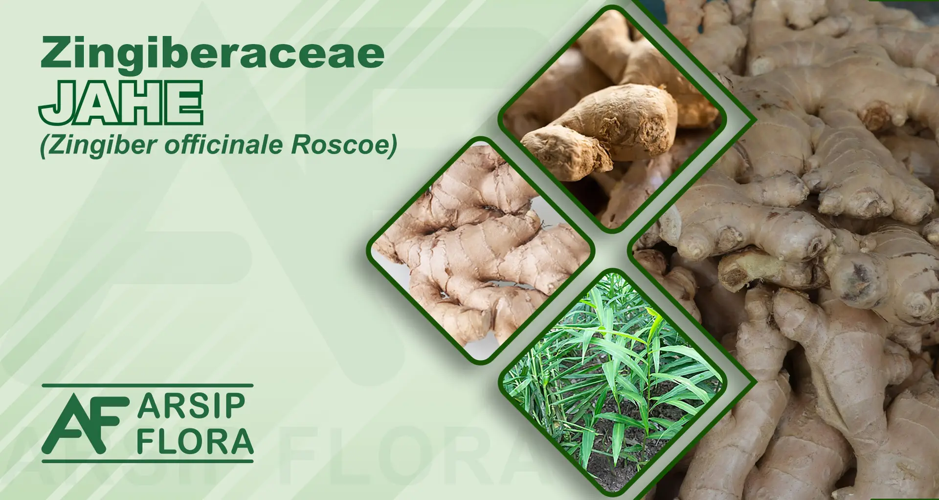 Zingiber officinale Roscoe (Jahe)