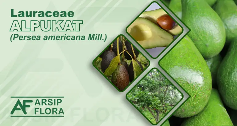 Persea americana Mill. (Alpukat)