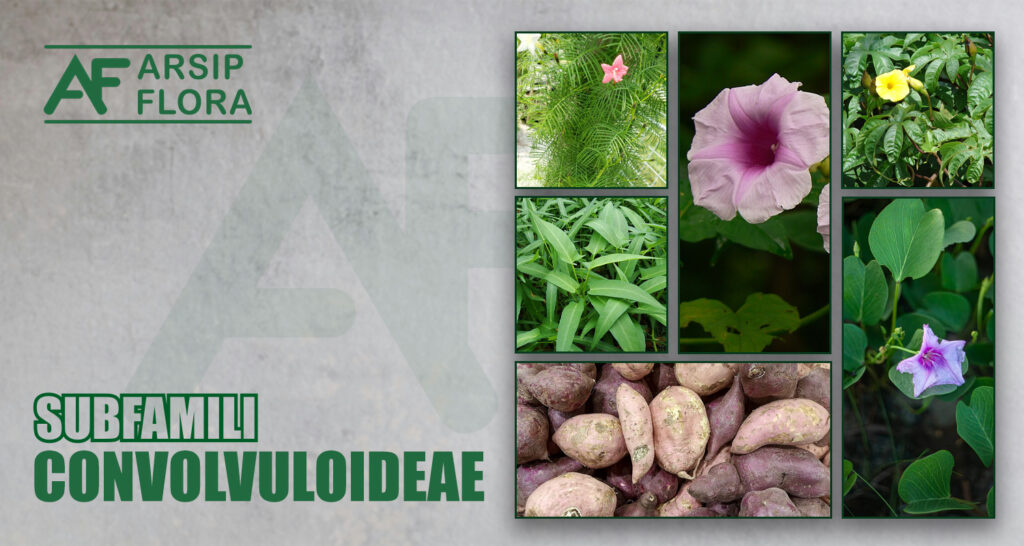 Convolvuloideae