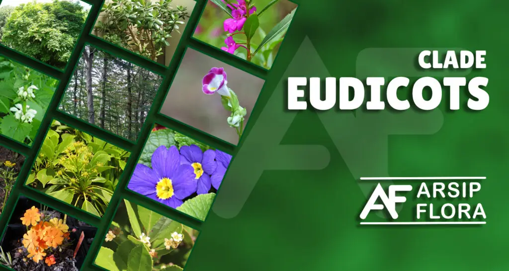 Eudicots