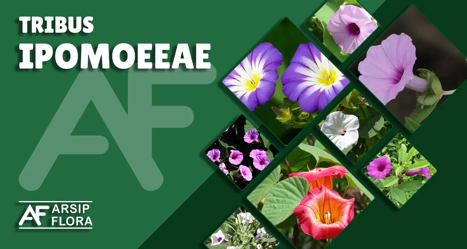 Ipomoeeae