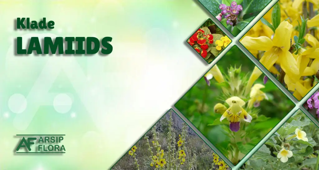 Lamiids