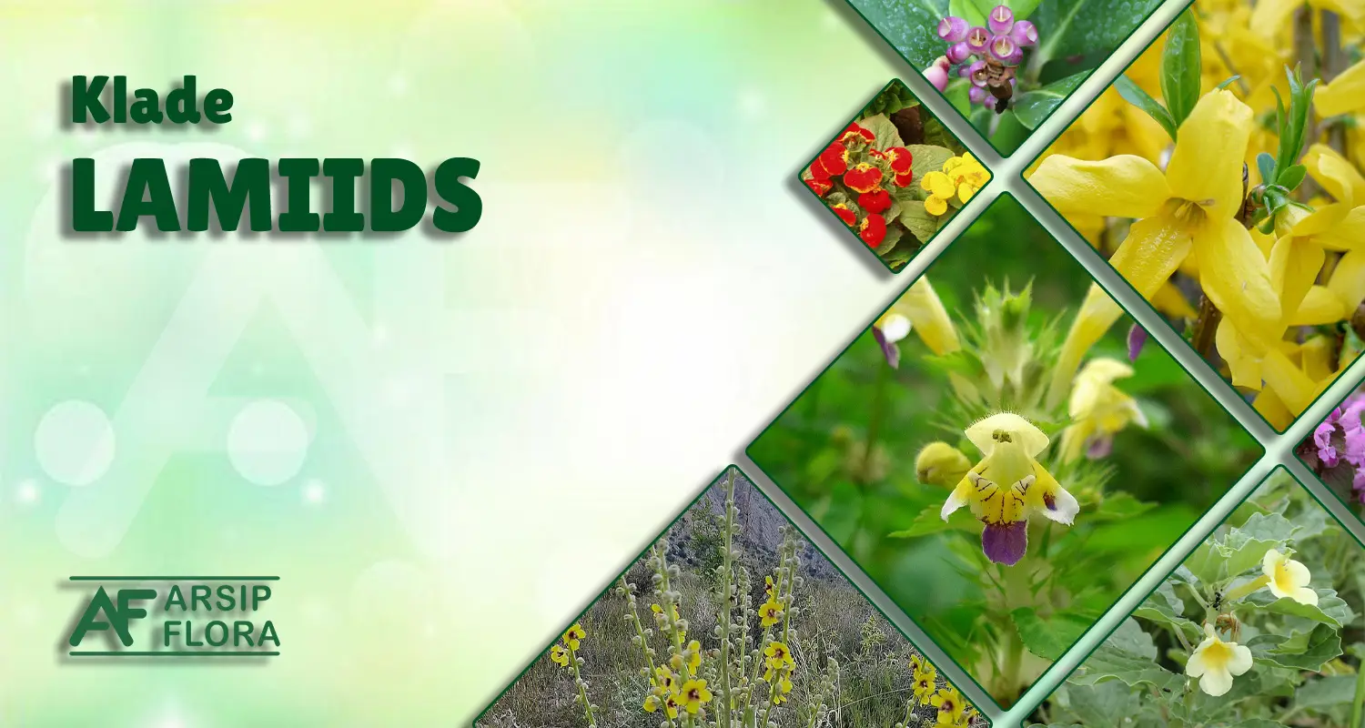Lamiids