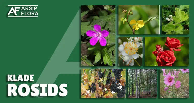 Rosids