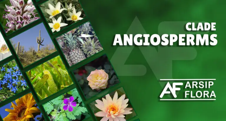 Angiosperms