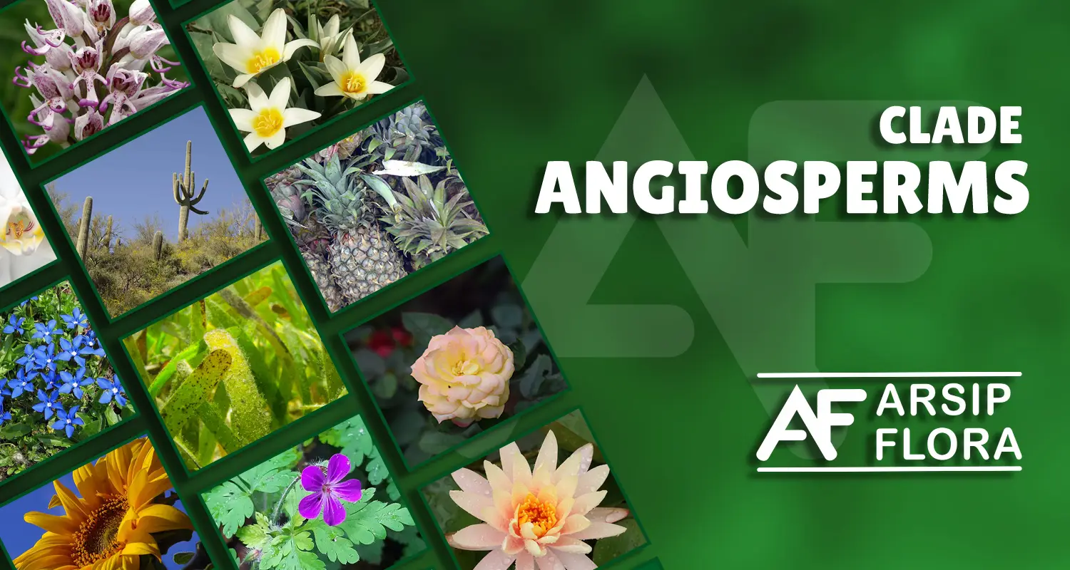 Angiosperms