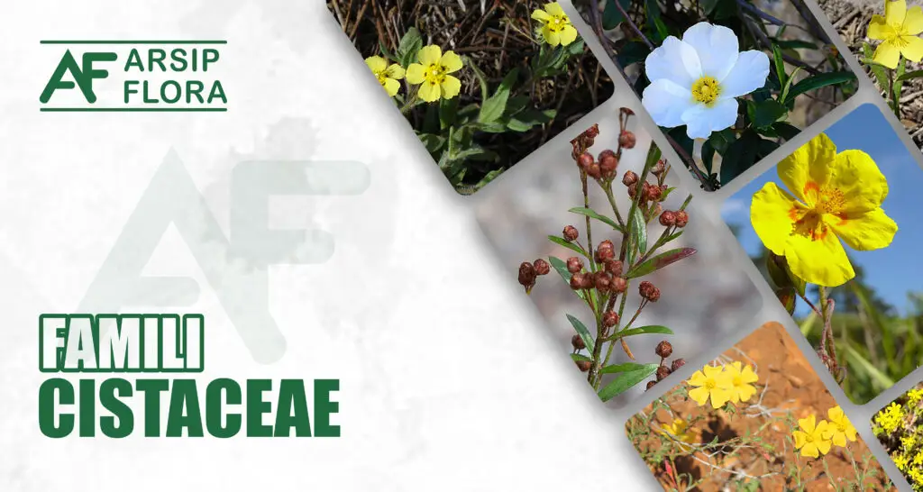 Cistaceae
