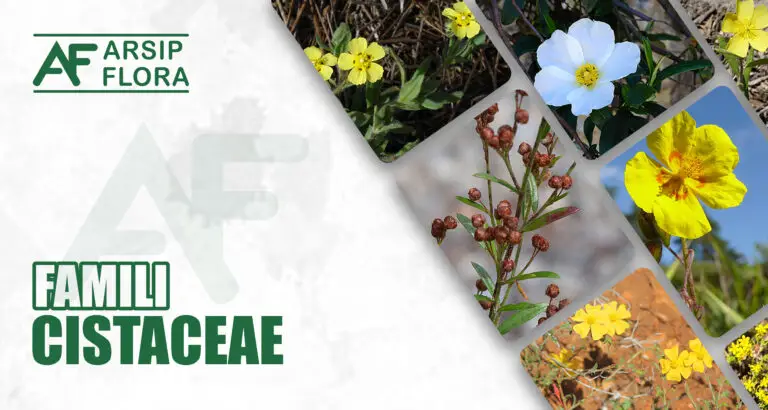 Cistaceae