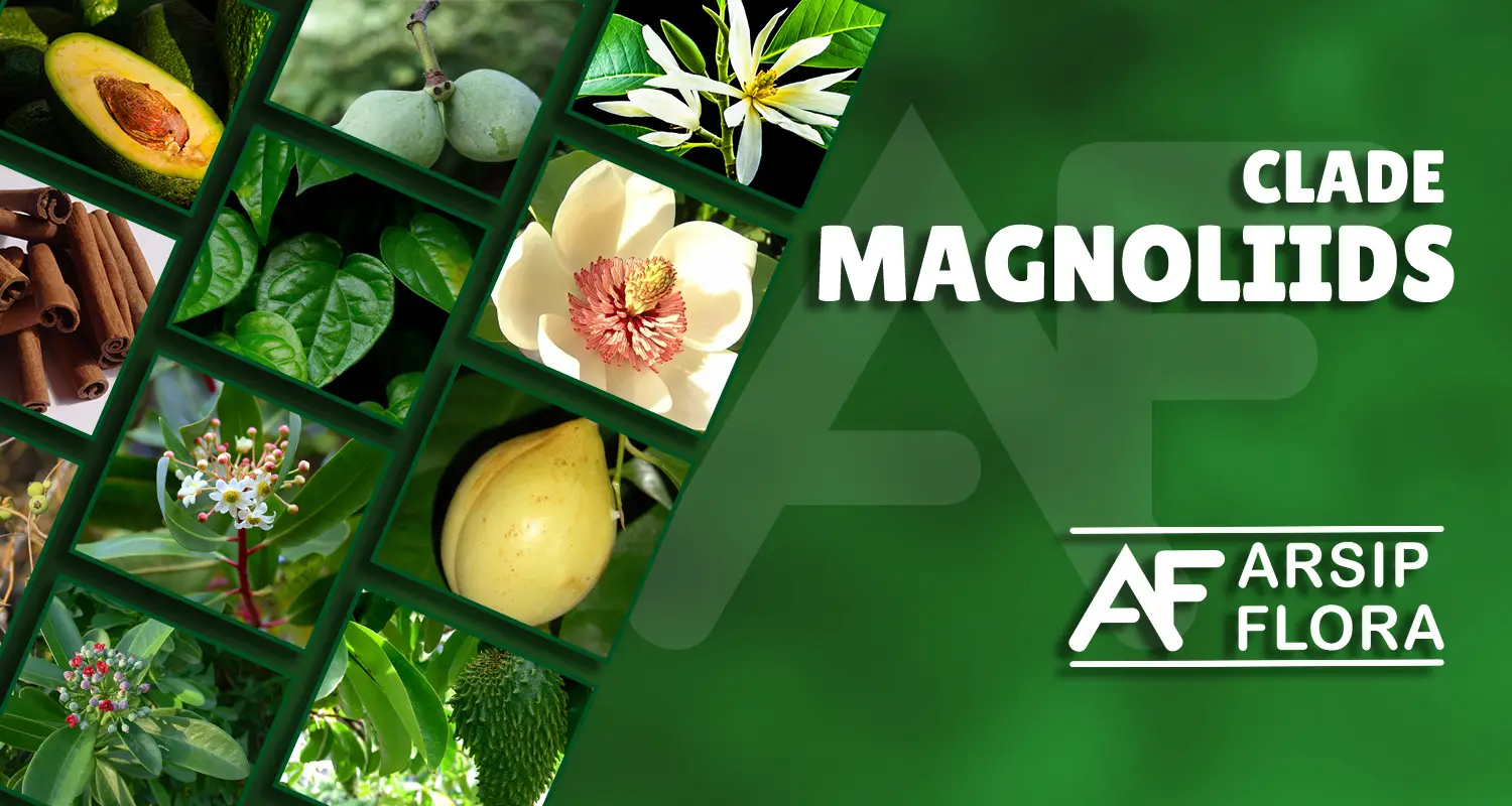 Magnoliids